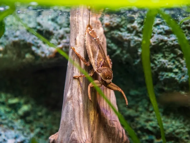 なんでタガメはいなくなったの？