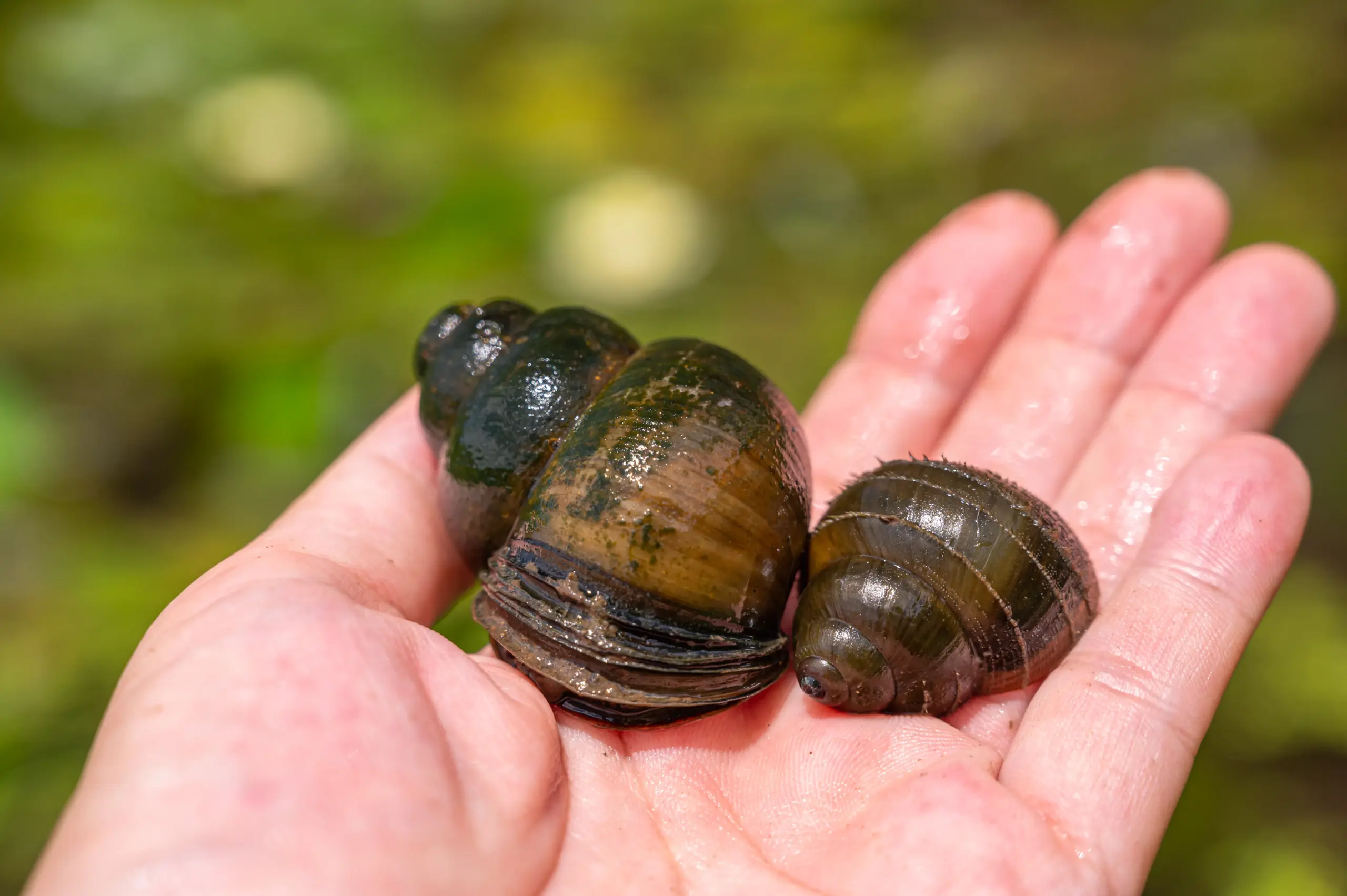 ジャンボタニシは害虫か?自然と共生する立場から見たもう一つの視点