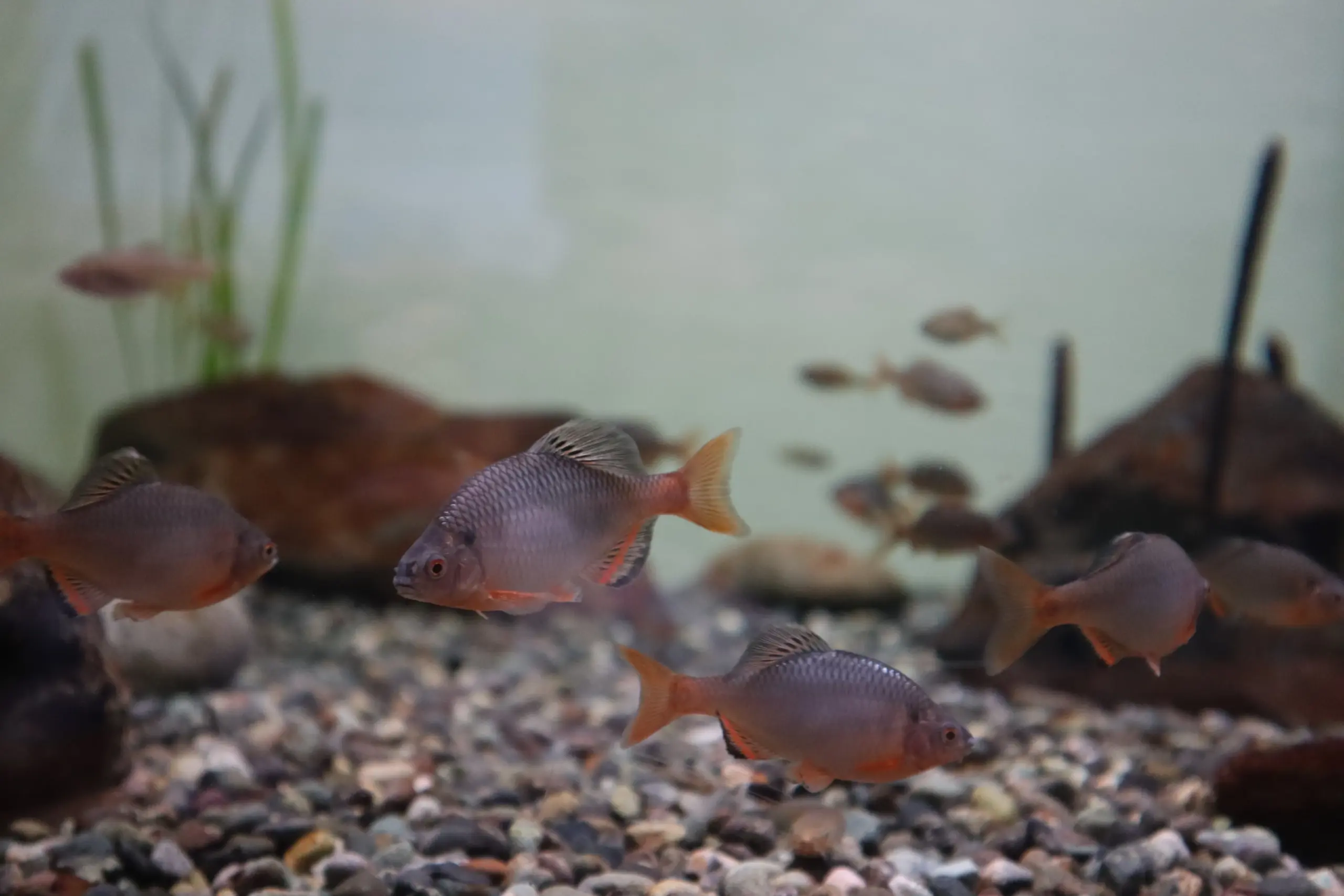 日本淡水魚の約40%が絶滅危惧種ってほんと？