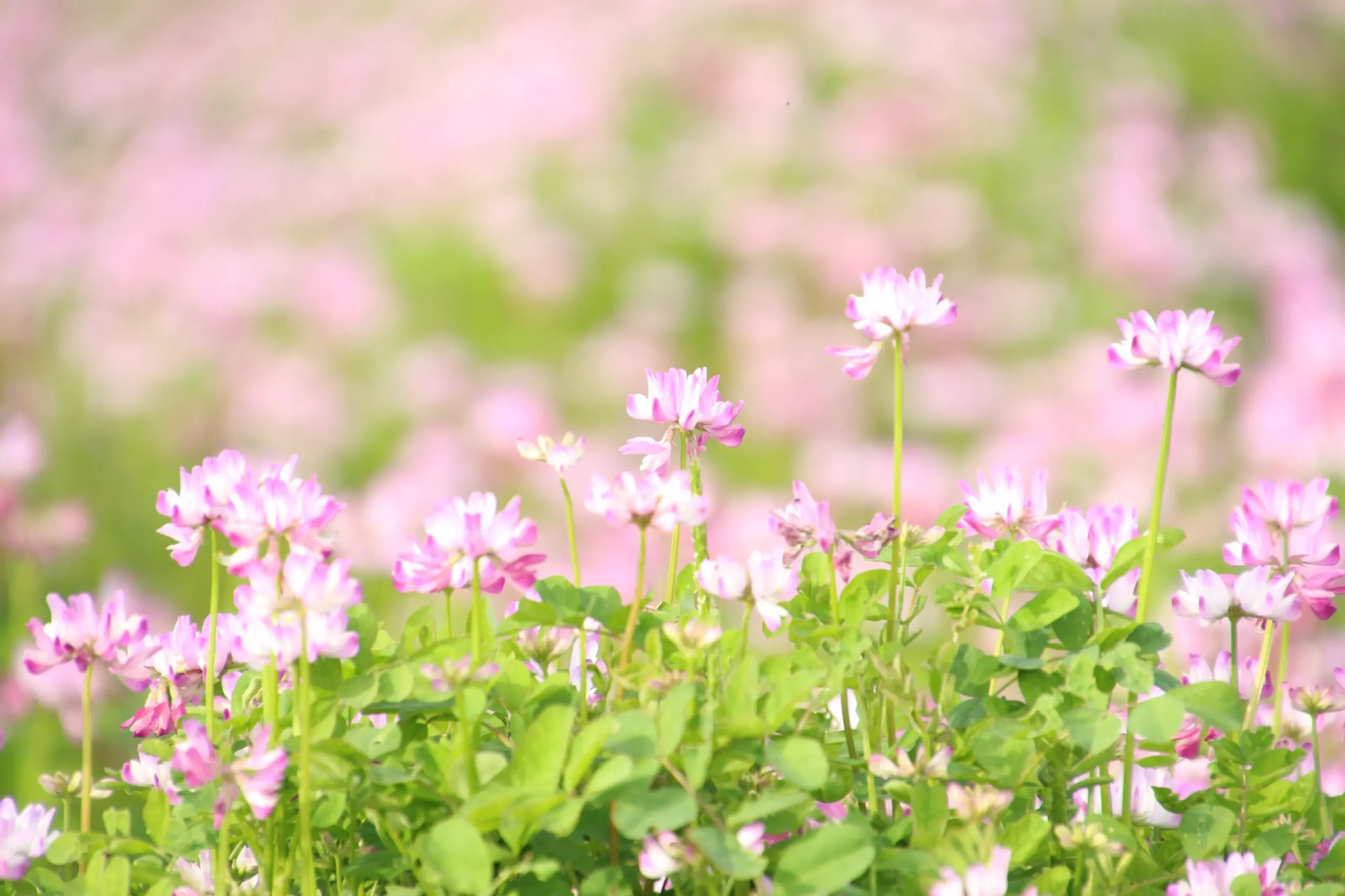 自然栽培に役立つ草花は？草を敵にしない畑づくり・家庭菜園づくり