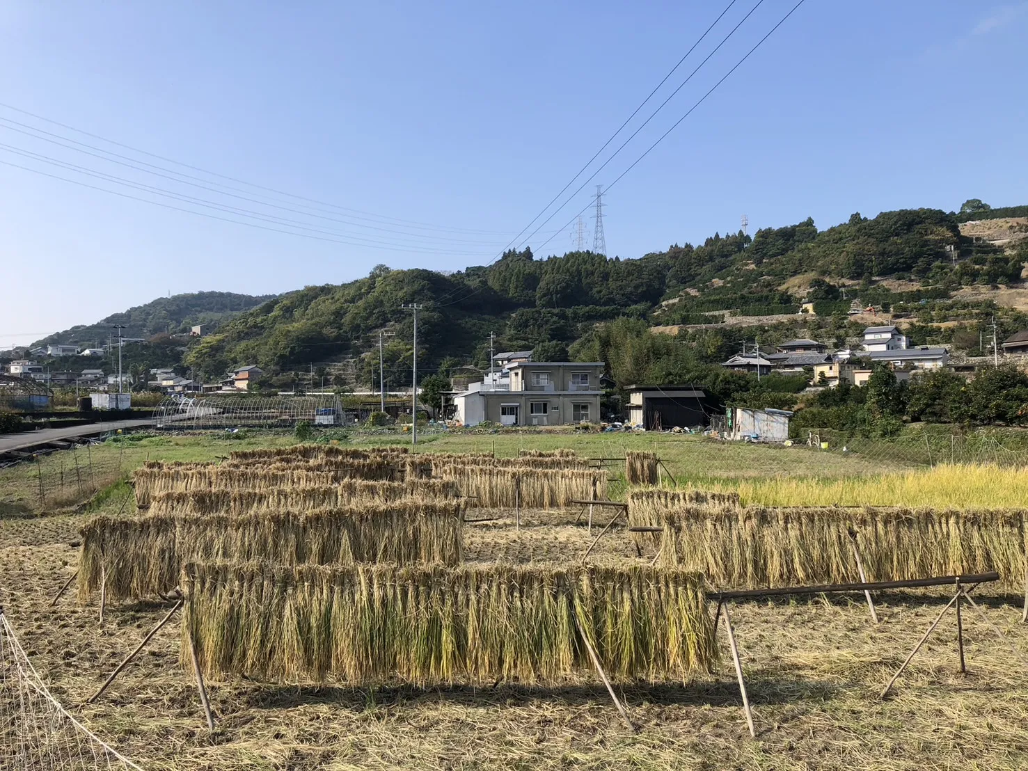 稲刈り体験