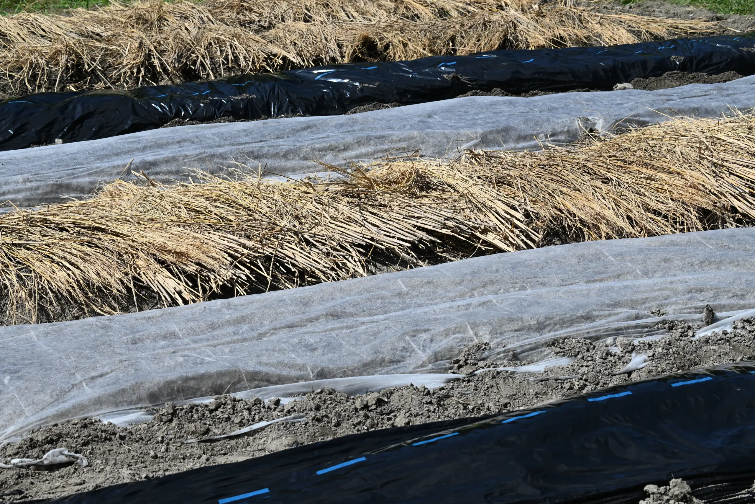 畑のマルチを使いこなす|種類と特徴、効果と選び方の基本