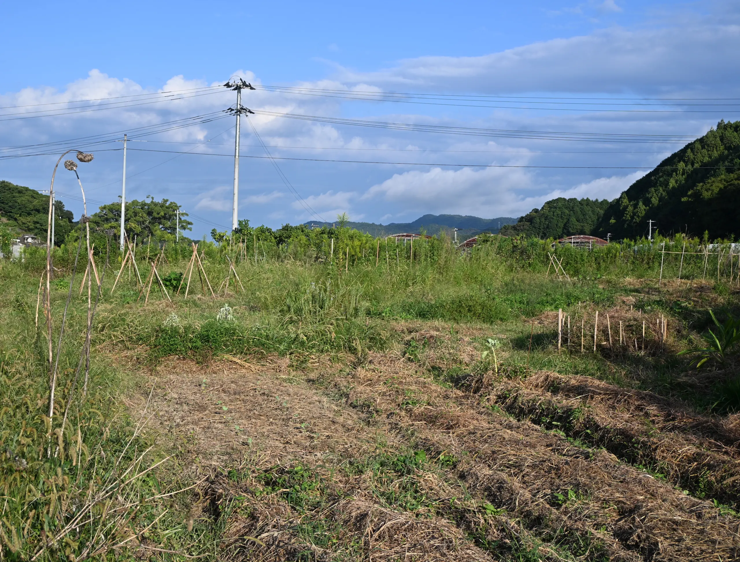 徳島・あめつち自然農園の稲刈り体験と畑見学レポート