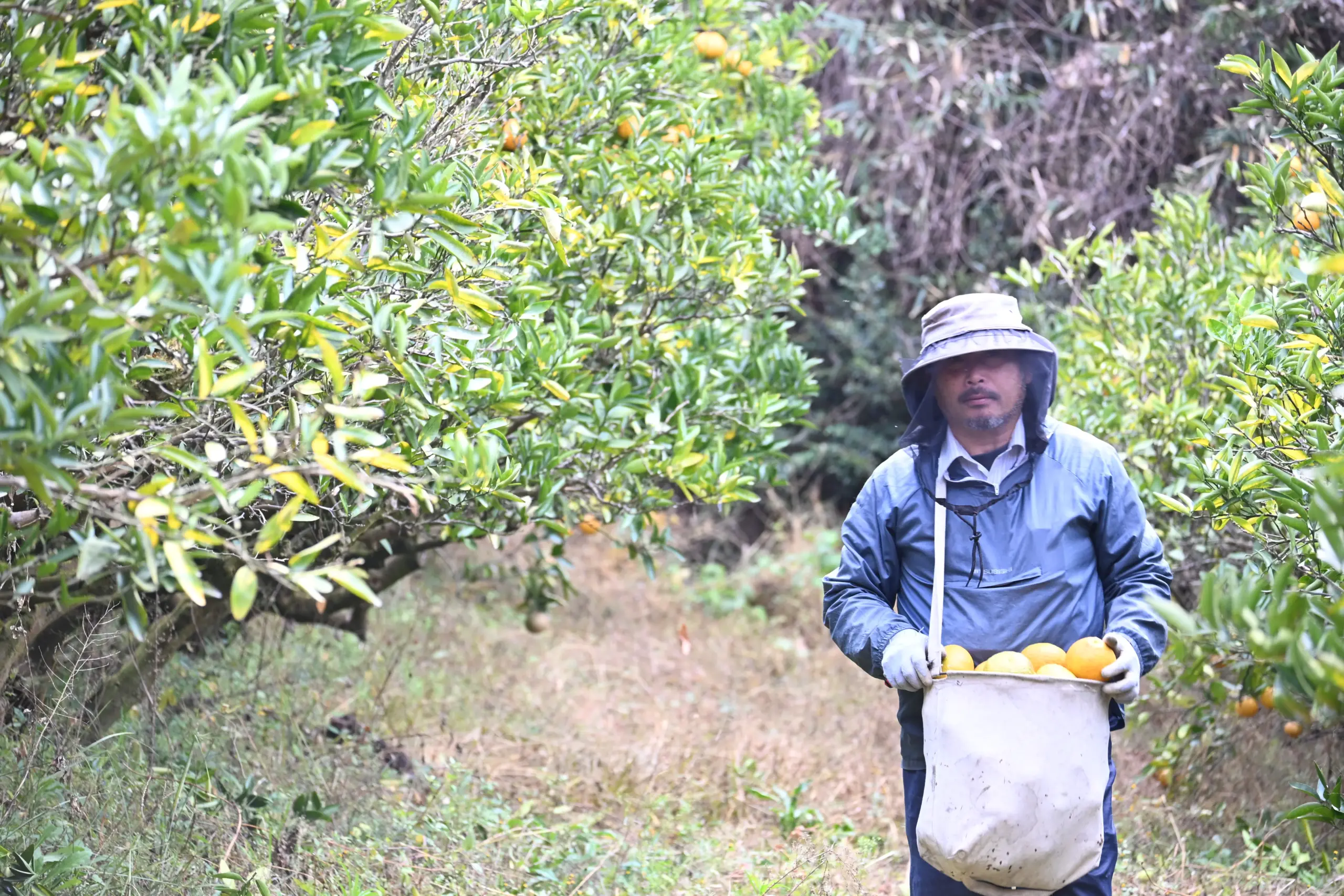自然栽培 和泉農園
