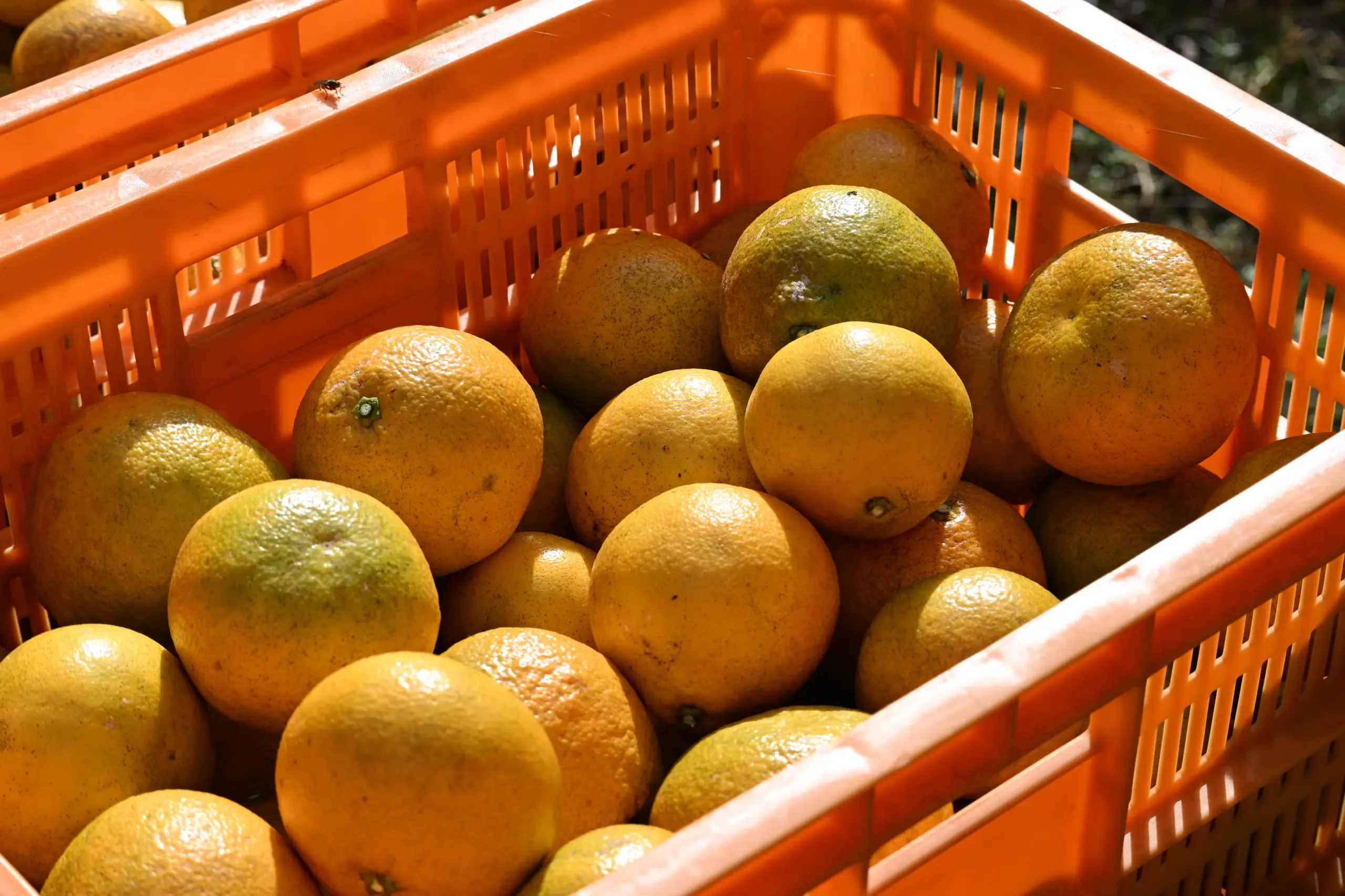 自然栽培 伊予柑