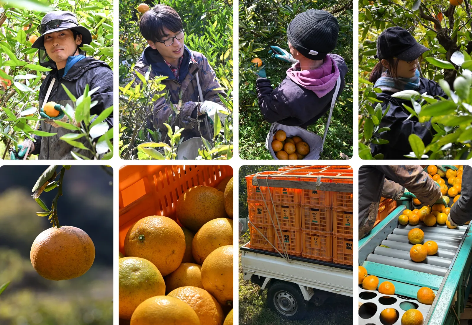 自然栽培の伊予柑収穫を手伝って分かったこと|和泉農園の収穫体験レポート