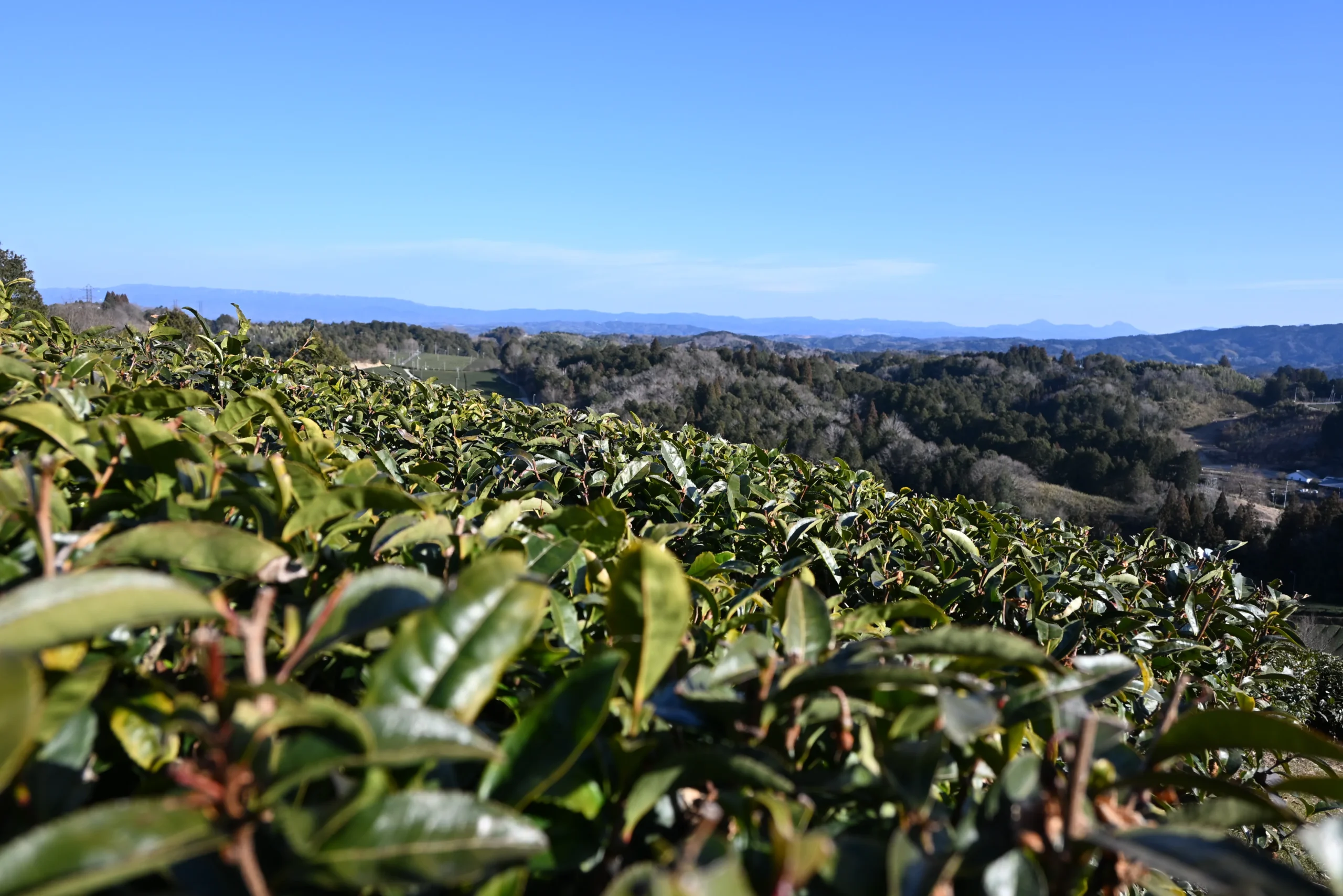 月ヶ瀬健康茶園